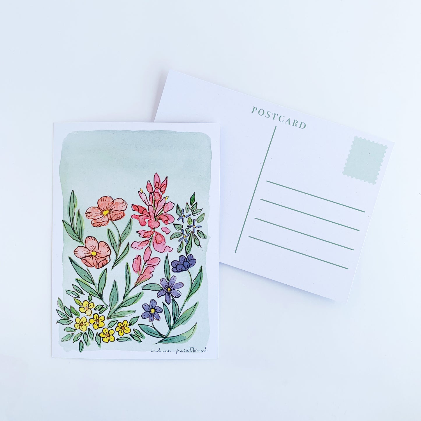 Indian Paintbrush Postcard