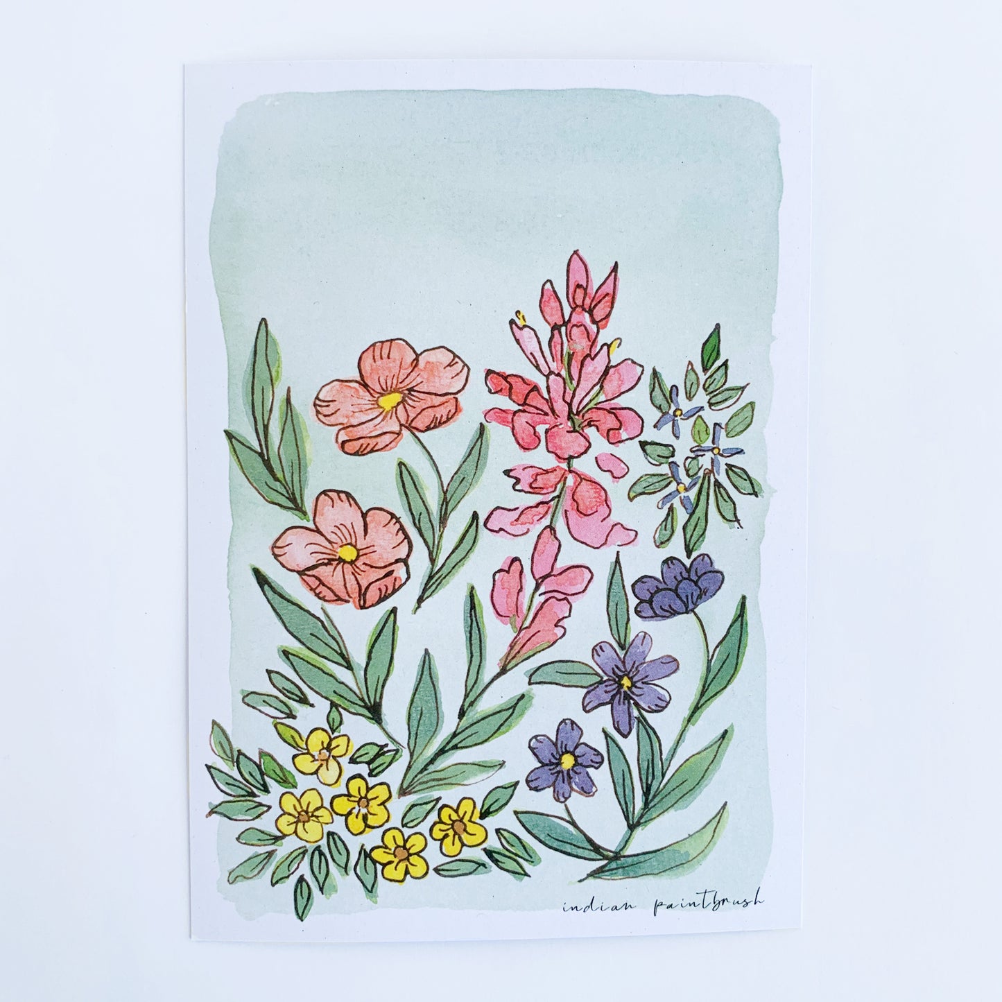 Indian Paintbrush Postcard